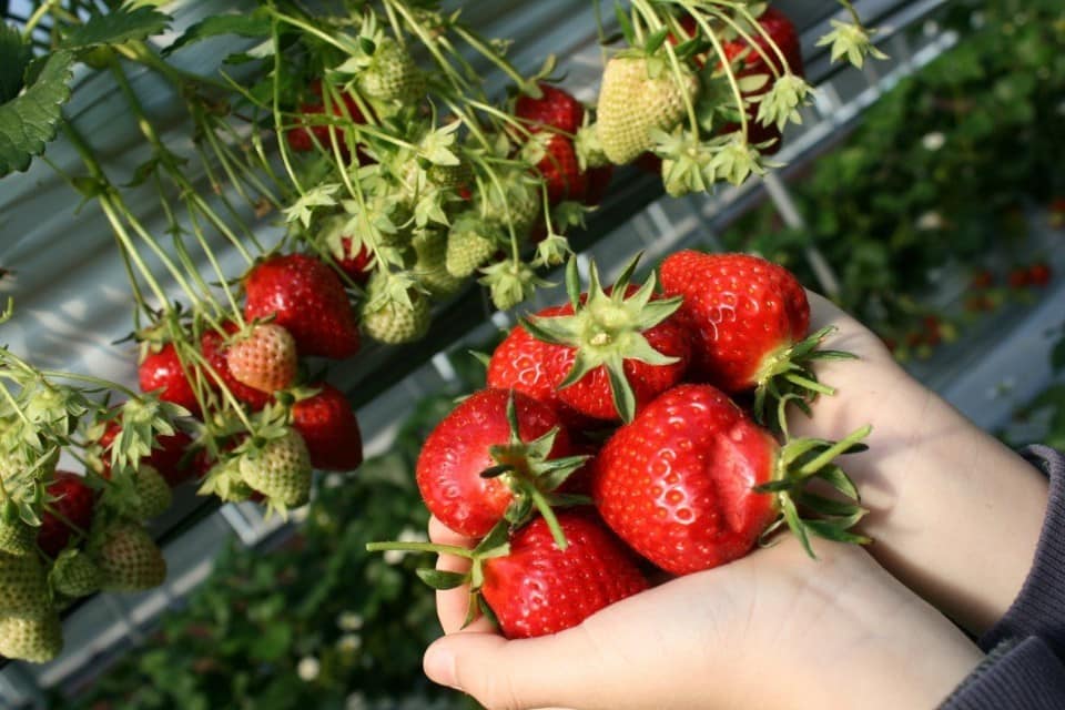 1545622304647962.jpg 摘草莓5.jpg