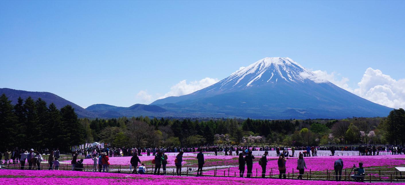 1545622329861744.jpg 富士山芝櫻祭.jpg