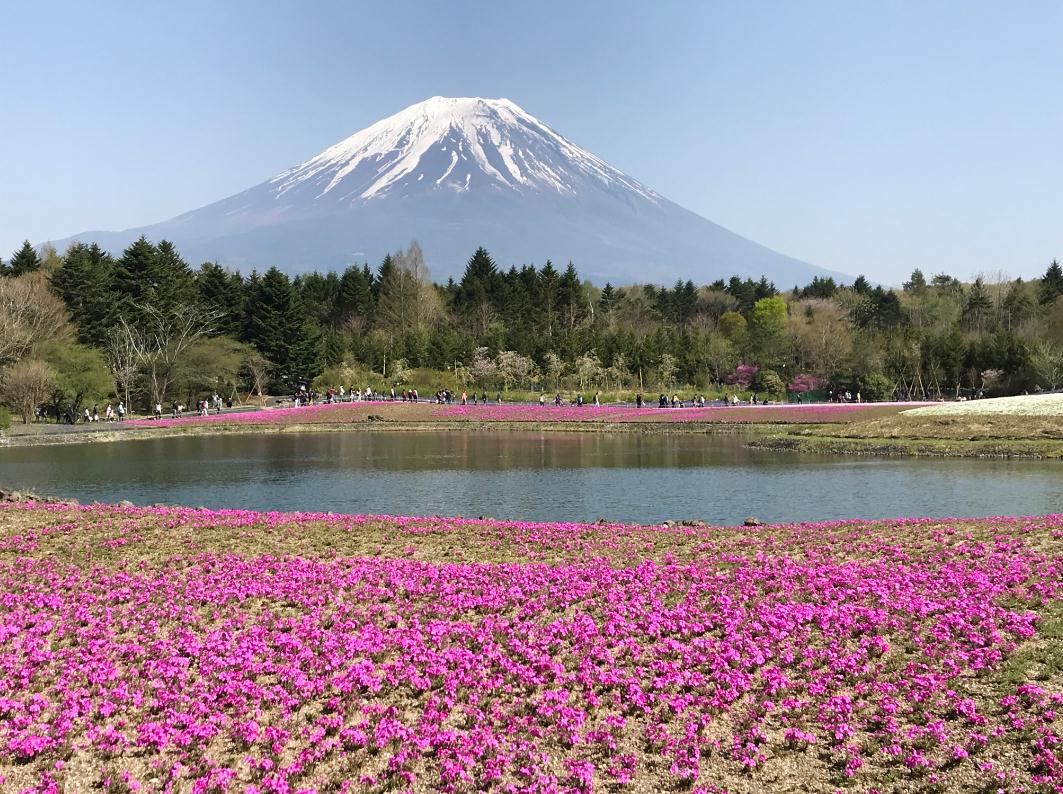 1545622373258147.jpg 富士山芝櫻祭1.jpg